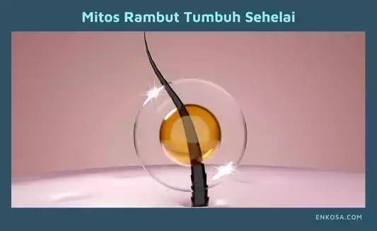 Mitos Rambut Tumbuh Sehelai, Benarkah Hanya Mitos Belaka?